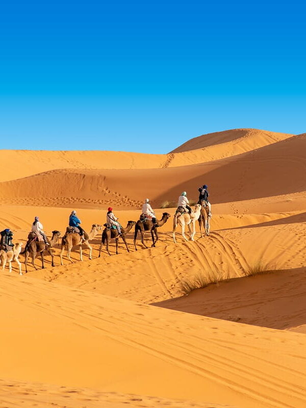 Camel trekking tour in the Sahara Desert Morocco with travelers crossing golden sand dunes