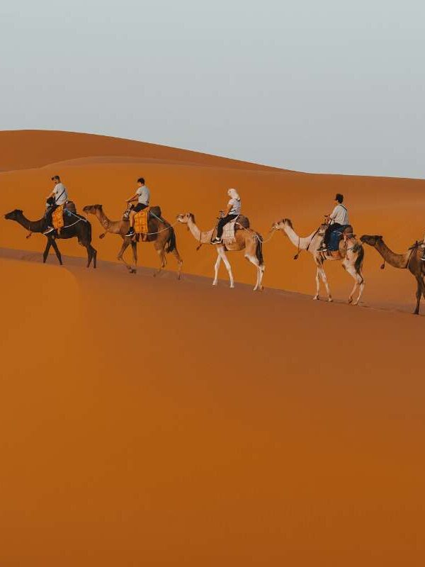 Tourists riding camels across the golden sand dunes of Merzouga Sahara desert Morocco