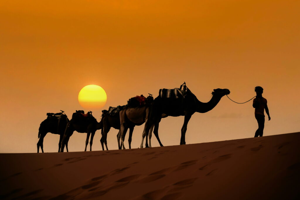 Camel caravan walking over sand dunes during sunset in Merzouga Sahara desert Morocco