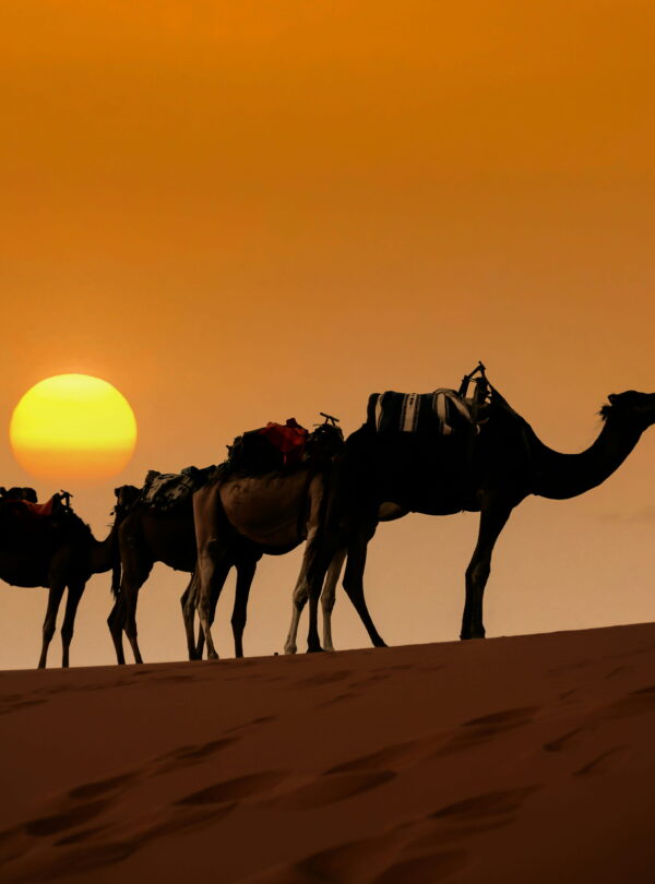 Camel caravan walking over sand dunes during sunset in Merzouga Sahara desert Morocco