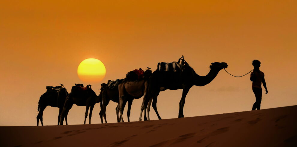 Camel caravan walking over sand dunes during sunset in Merzouga Sahara desert Morocco