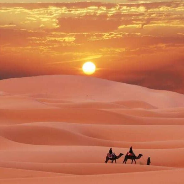 Camel trekking in Merzouga Sahara desert during sunset with golden sand dunes Morocco