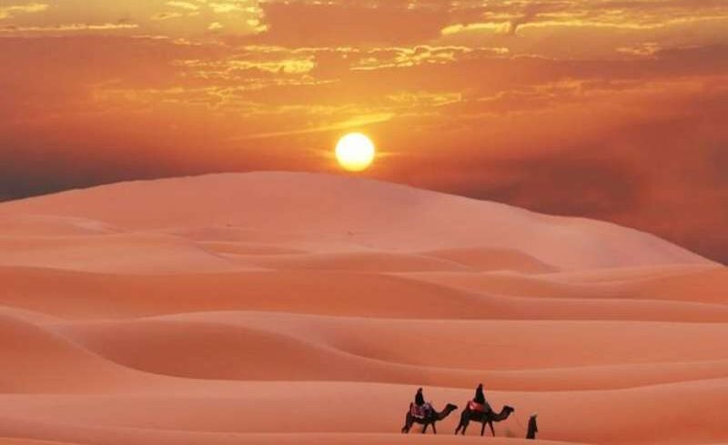 Camel trekking in Merzouga Sahara desert during sunset with golden sand dunes Morocco