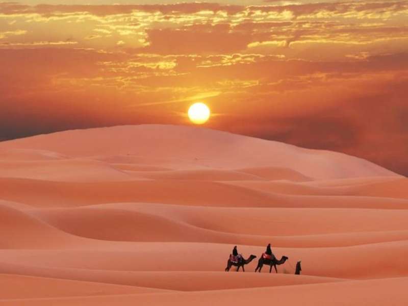 Camel trekking in Merzouga Sahara desert during sunset with golden sand dunes Morocco